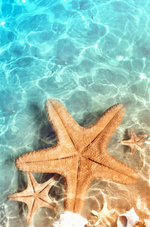 Starfish on the summer beach in sea water. Summer background. Summer time.の写真素材