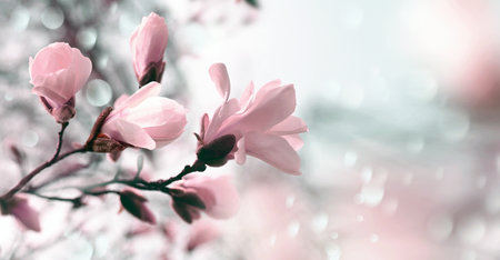 Branch magnolia pink blooming tree flowers in soft light. Sunny spring day in the garden. springtime. natural floral background. Botanical garden concept.の写真素材