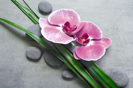 Flat lay composition with spa stones, orchid pink flower and palm leaves on gray background. spa concept.の写真素材
