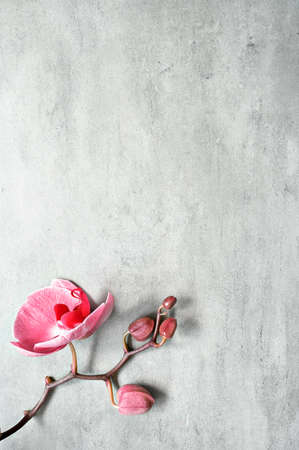 Flat lay composition with orchid pink flower on gray background. spa concept.の写真素材
