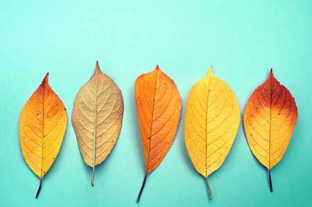 Autumn leaves isolated on the green background. autumn concept.の写真素材