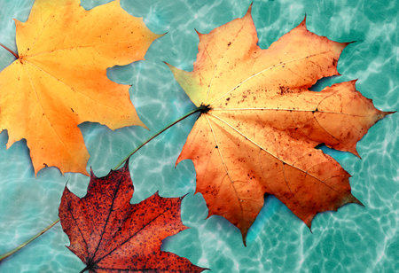 Autumn leaves isolated on the green background. autumn concept.の写真素材