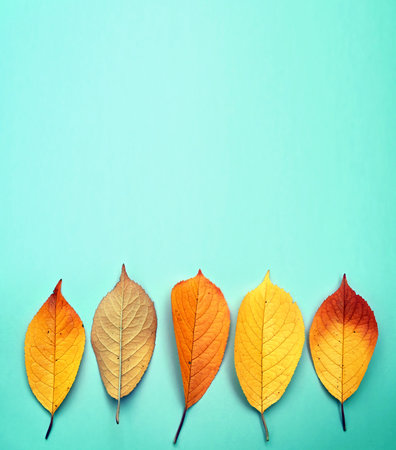 Autumn leaves isolated on the green background. autumn concept.の写真素材