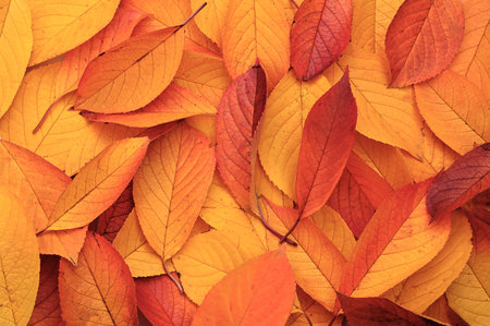 Fall colorful dry leaves background. autumn concept. Natureの写真素材