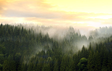 Mountains covered with coniferous forest in fog against a cloudy sky. Wild nature concept.の写真素材