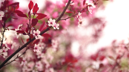 Flowering branches and petals on a blurred background. Spring concept.の写真素材