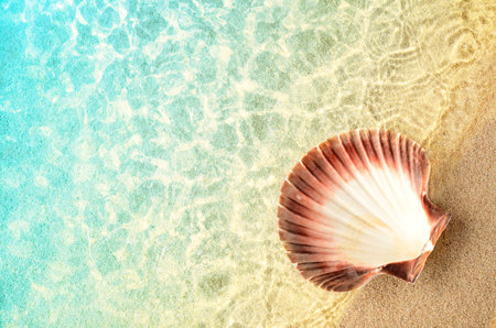 Big natural seashell on the summer beach in clear sea water. Ocean background. Tropic beach concept.の写真素材