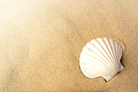 White seashell on the beach sand. Summer background. Copy space.の写真素材