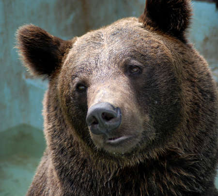 Portrait of a brown wild bearの写真素材