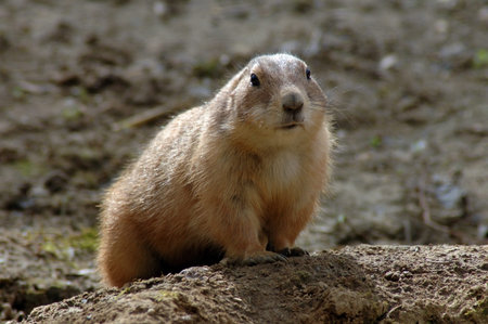 Black-tailed prairie dog (Cynomys ludovicianus)