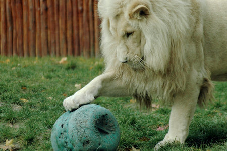 White lion (Panthera leo krugeri)の写真素材