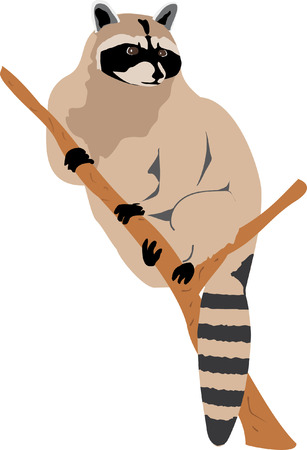 Racoon (Procyon lotor)のイラスト素材
