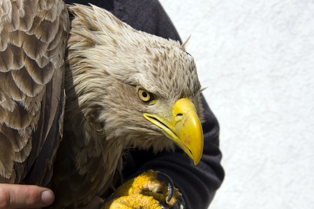 White-tailed eagle (Haliaeetus albicilla)の写真素材