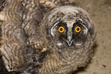 Young long-eared owl (Asio otus)の写真素材
