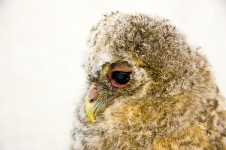 Very young long-eared owl (Asio otus)の写真素材