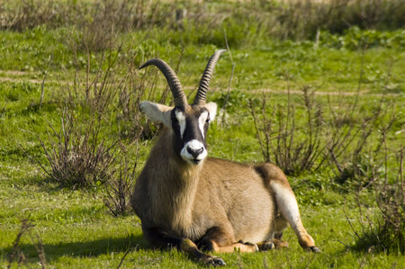 Roan antelope (Hippotragus equinus)