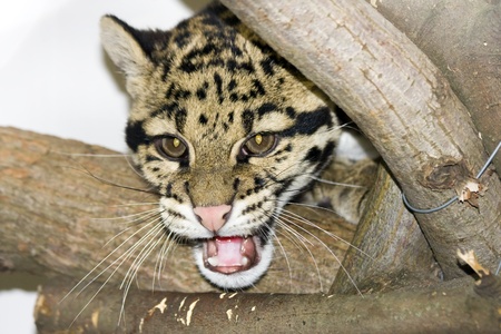 Clouded leopard (Neofelis nebulosa)の写真素材