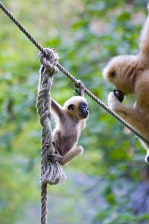 Yellow-cheeked gibbon (Nomascus gabriellae) baby and motherの写真素材