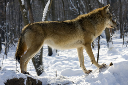 European gray wolf  Canis lupus lupus  in winter