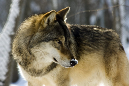 European gray wolf  Canis lupus lupus  in winter