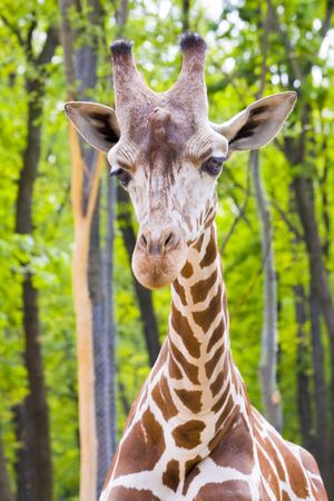 Reticulated giraffe  Giraffa camelopardalis reticulata の写真素材