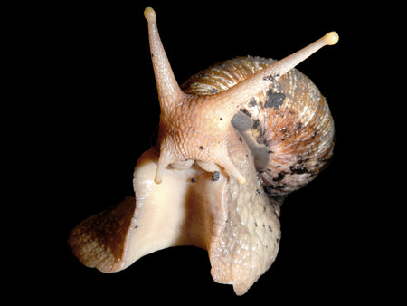 East African land snail or giant African land snail  Achatina fulica  isolated