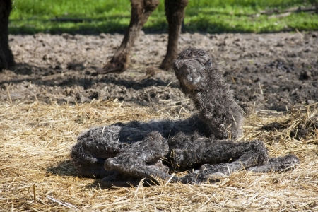 Newborn two-humped or Bactrian camel  Camelus bactrianus の写真素材
