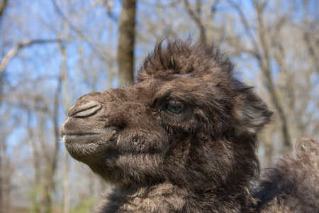 Two-humped camel  Camelus bactrianus  calfの写真素材