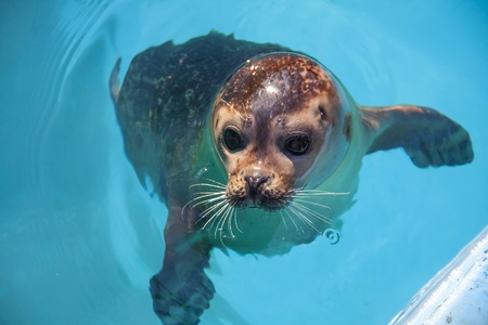 Harbor seal  Phoca vitulina  in the waterの写真素材