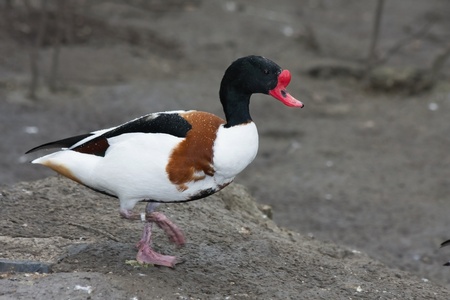 Common shelduck  Tadorna tadorna  in Hungaryの写真素材