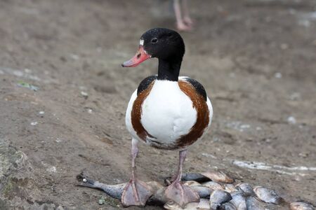 Common shelduck  Tadorna tadorna  in Hungaryの写真素材