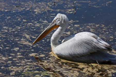Dalmatian pelican  Pelecanus crispus  swimmingの写真素材