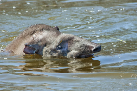 Lowland tapir  Tapirus terrestris  in water