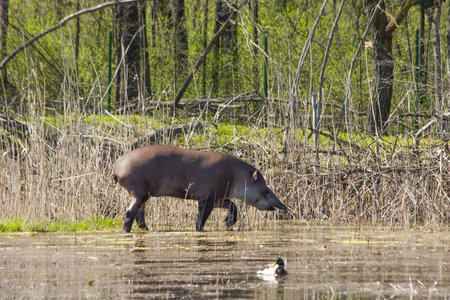 Lowland tapir in marshy area