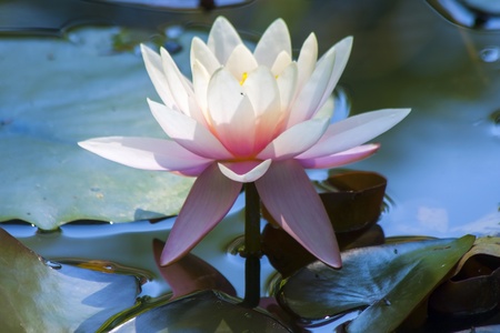 Indian lotus  Nelumbo nucifera の写真素材