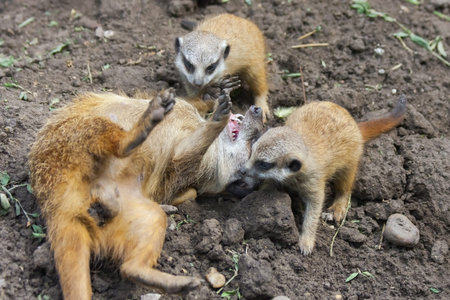 Suricate or meerkat  Suricata suricatta  babies