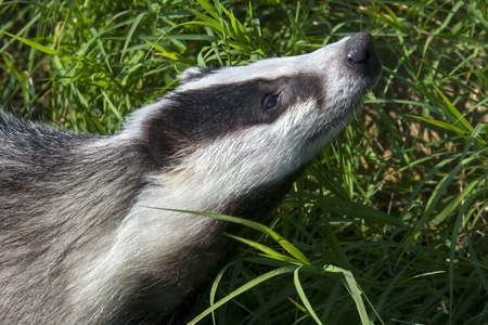 European badger  Meles meles  in the grassの写真素材