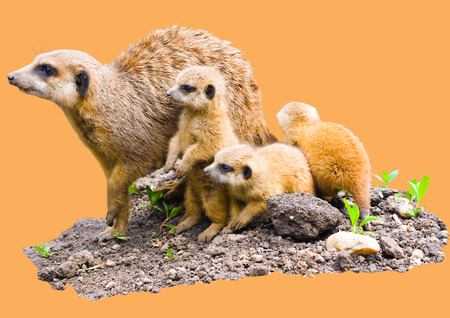 Meerkat  Suricata suricatta  family with young babies の写真素材