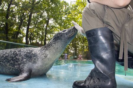Harbor seal  Phoca vitulina  training in a zooの写真素材
