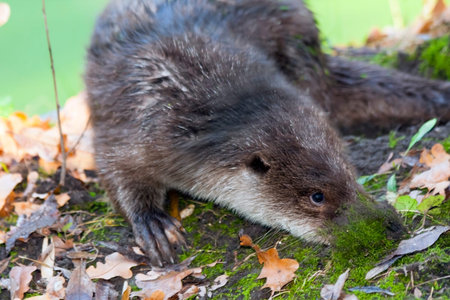 Young European otter  Lutra lutra lutra  is exploring