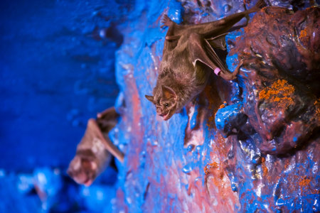 Common vampire bat  Desmodus rotundus  in the night roomの写真素材