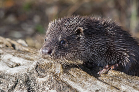 Young European otter  Lutra lutra の写真素材