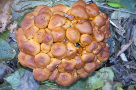 Wild enokitake or golden needle mushroom  Flammulina velutipes の写真素材