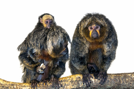 White-faced saki  Pithecia pithecia  baby isolated