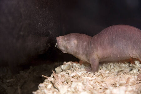 Naked mole rat  Heterocephalus glaber の写真素材