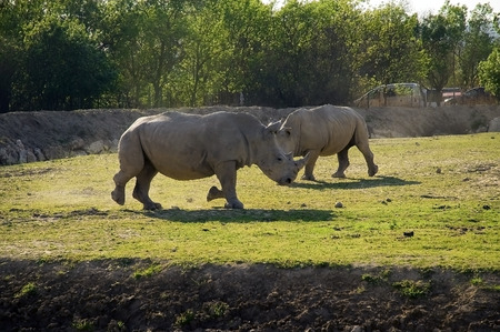 White rhinoceros  Ceratotherium simum の写真素材