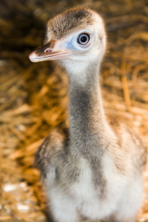 Greater rhea  Rhea americana  chickの写真素材