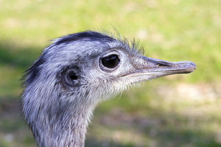 Greater rhea  Rhea americana の写真素材
