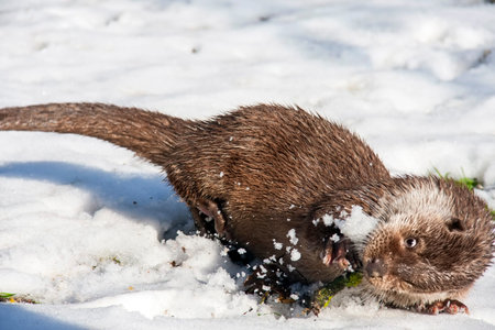 Young European otter  Lutra lutra lutra  in the snowの写真素材