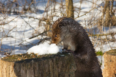 Young European otter  Lutra lutra lutra  in the snowの写真素材